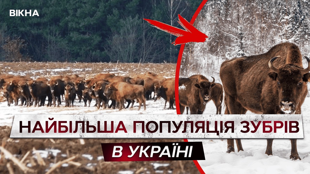 😱 ЦЕ МАЄ ПОБАЧИТИ КОЖЕН! Ось як виживають ЧЕРВОНОКНИЖНІ ЗУБРИ на Вінниччині!