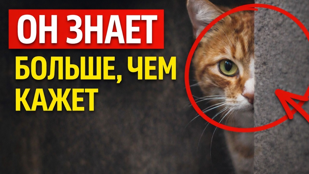 Ваш кот чувствует больше, чем вы думаете — и он это показывает
