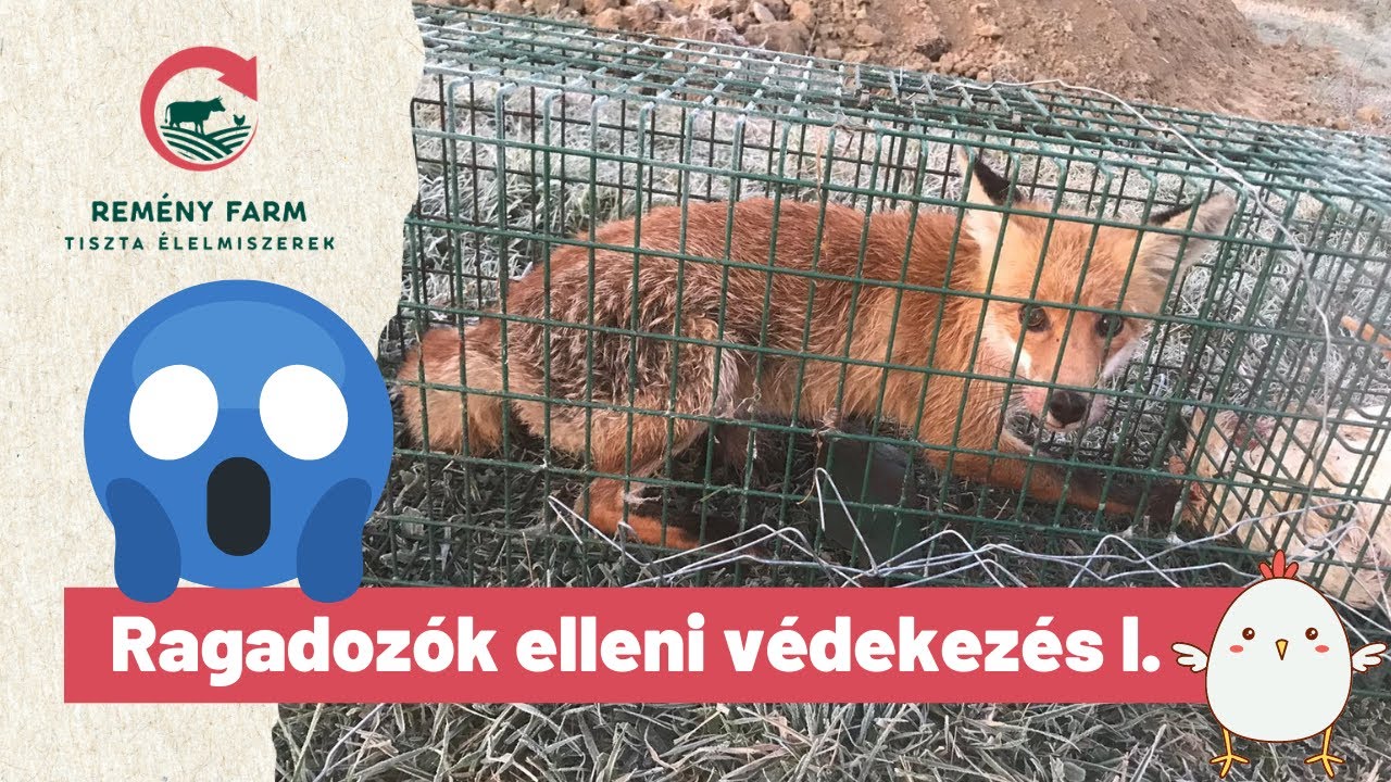 Ragadozók elleni védekezés (I. rész)
