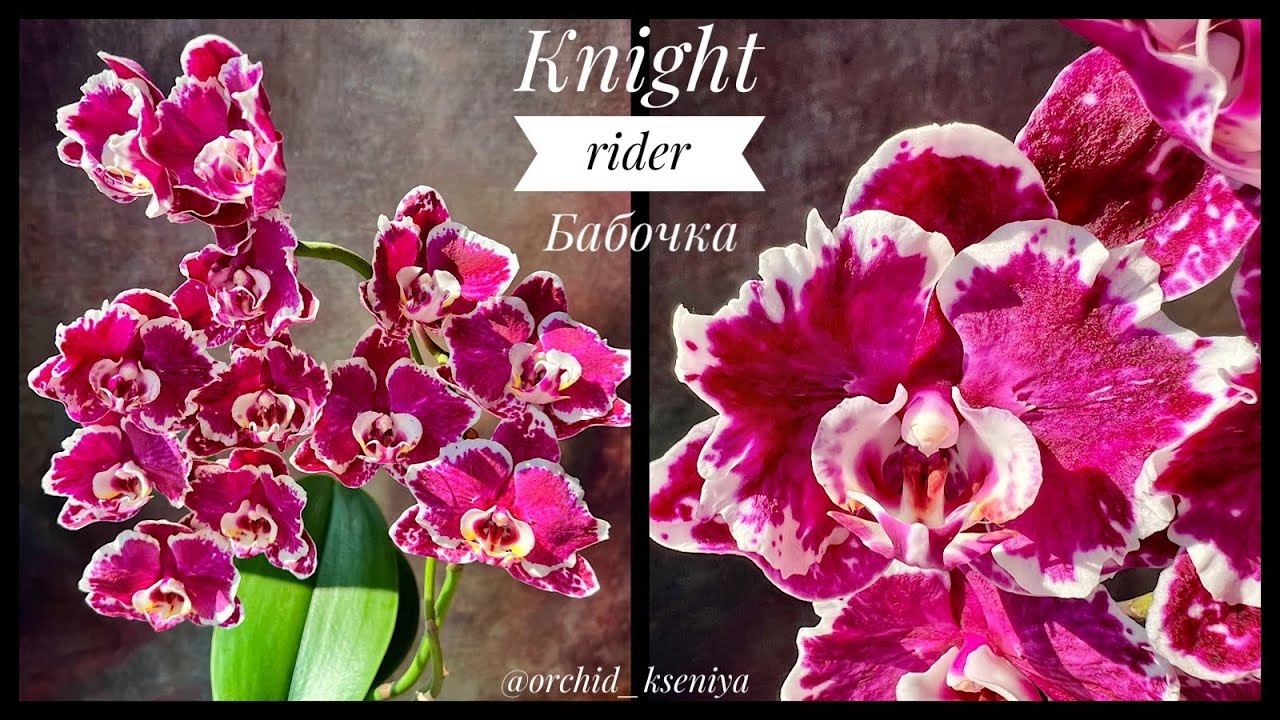 Phal. Knight Rider 🦋Красивейшая голландская орхидея бабочка Найт Райдер в домашнем цветении | Обзор