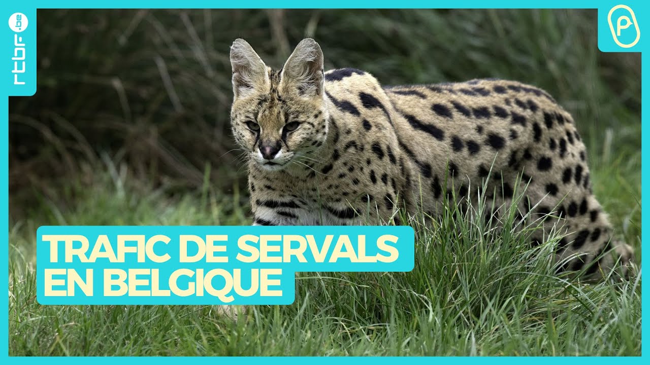 Trafic de servals en Belgique : un félin africain qui plait - On n'est pas des Pigeons