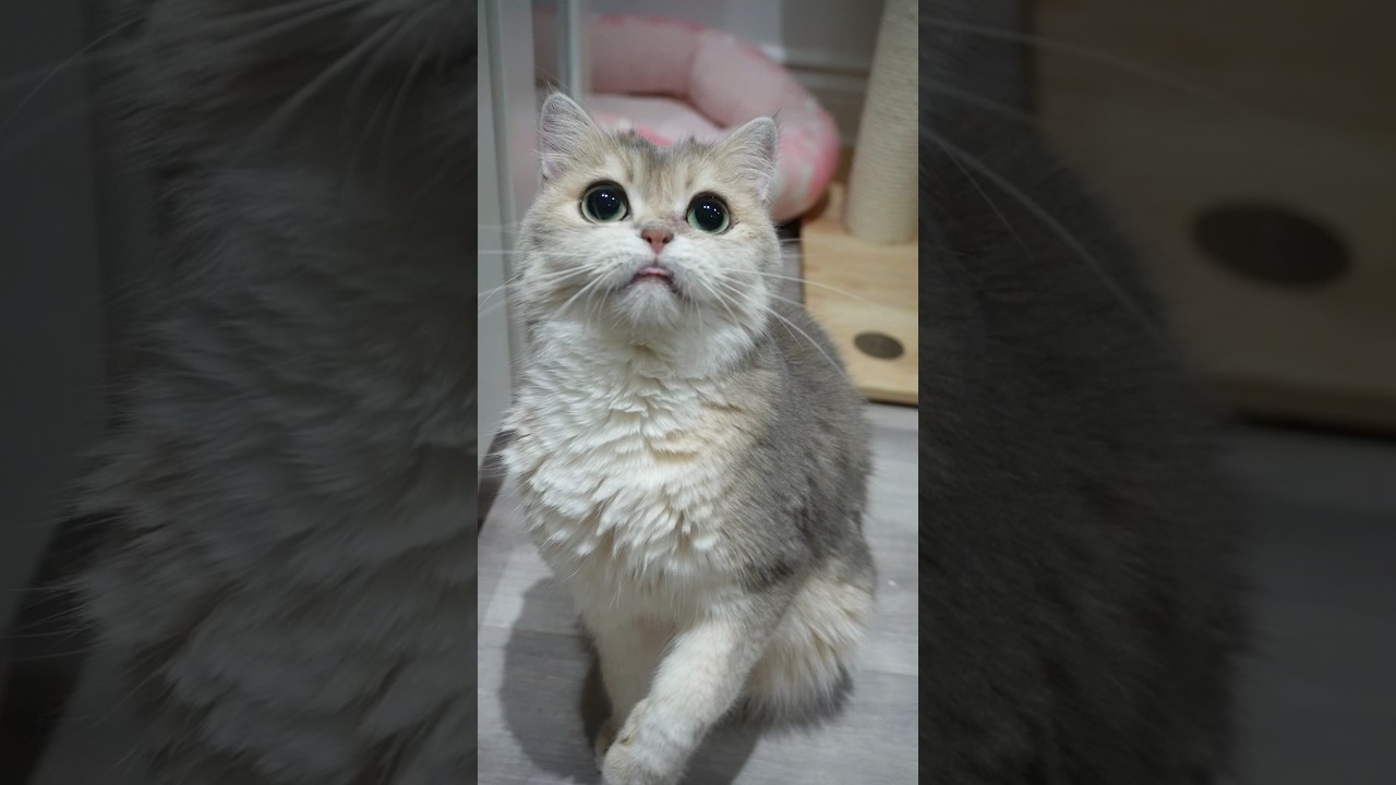 Cat with THE CUTEST blep!😋 #blep britishshorthair
