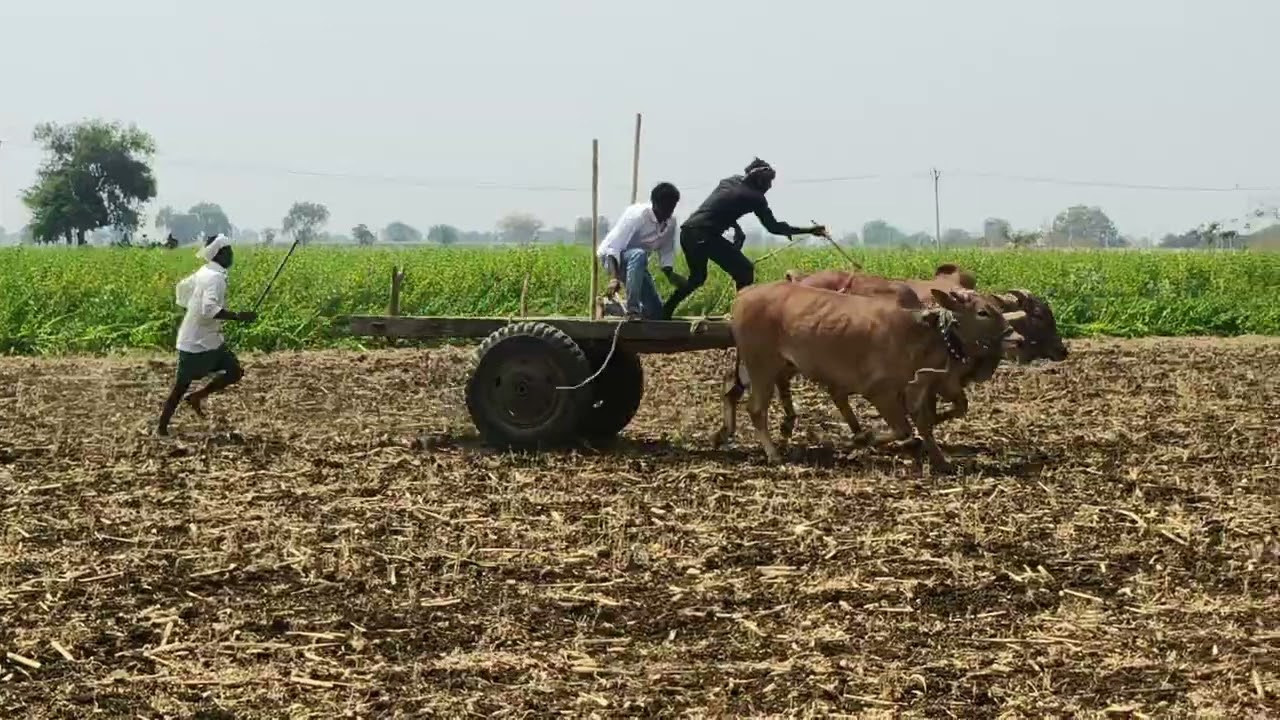 కొనిదేల ఎద్దుల పరుగు పోటీలు 