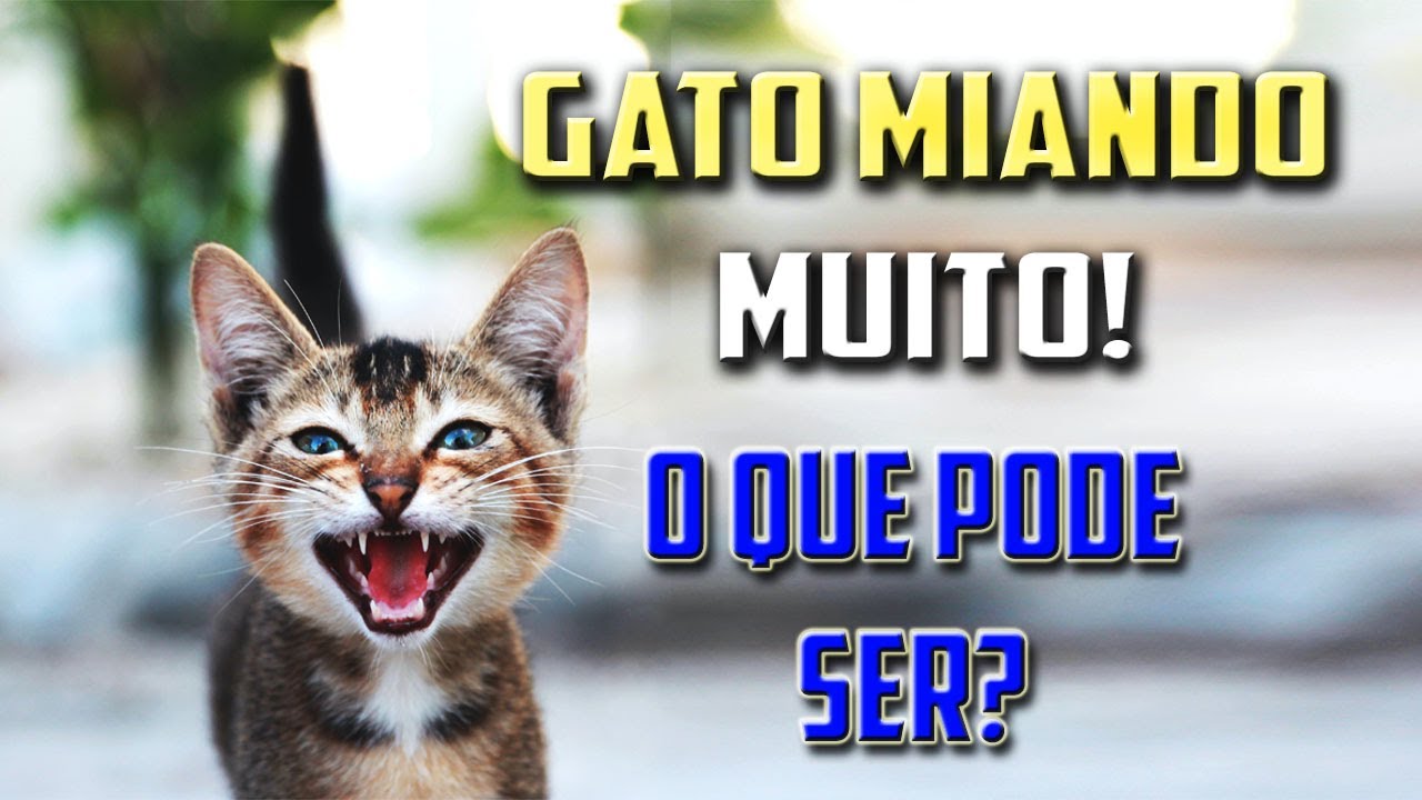 Gato MIANDO MUITO! Entenda o que seu GATO está tentando te dizer.