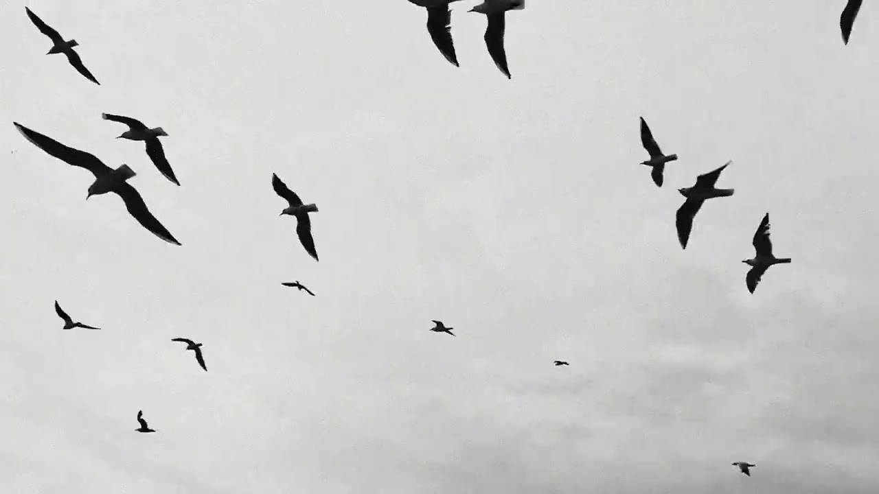 jeune7 & 7rawx - gout d'1 souvenir ( visualizer )