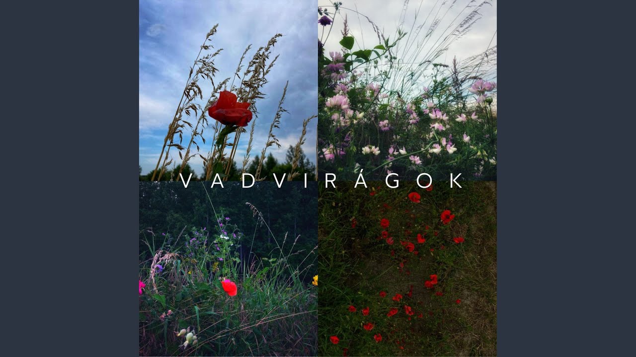 Vadvirágok