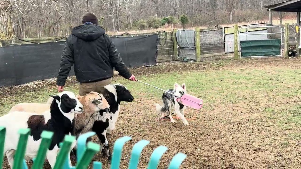 (12/10/25) HERDING TRAIL, 1