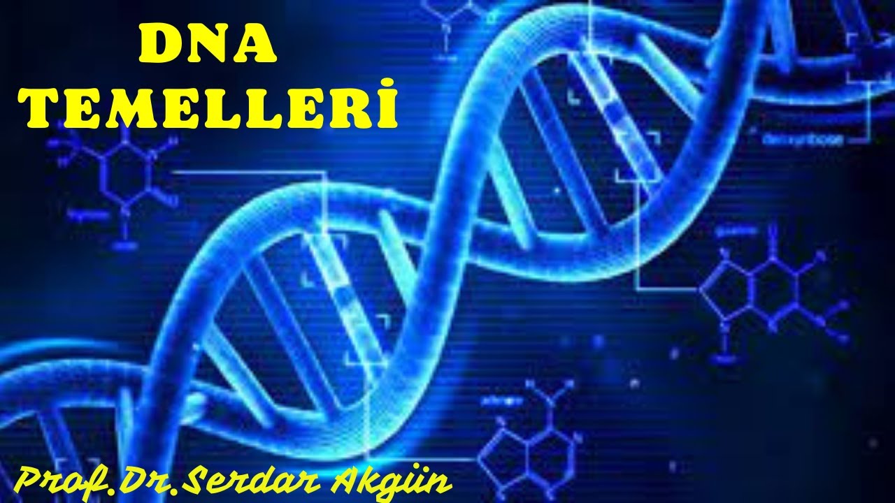 Moleküler Biyoloji, DNA Yapısı, Tıp Dersleri, Serdar Akgün Videoları, Serdar Akgün