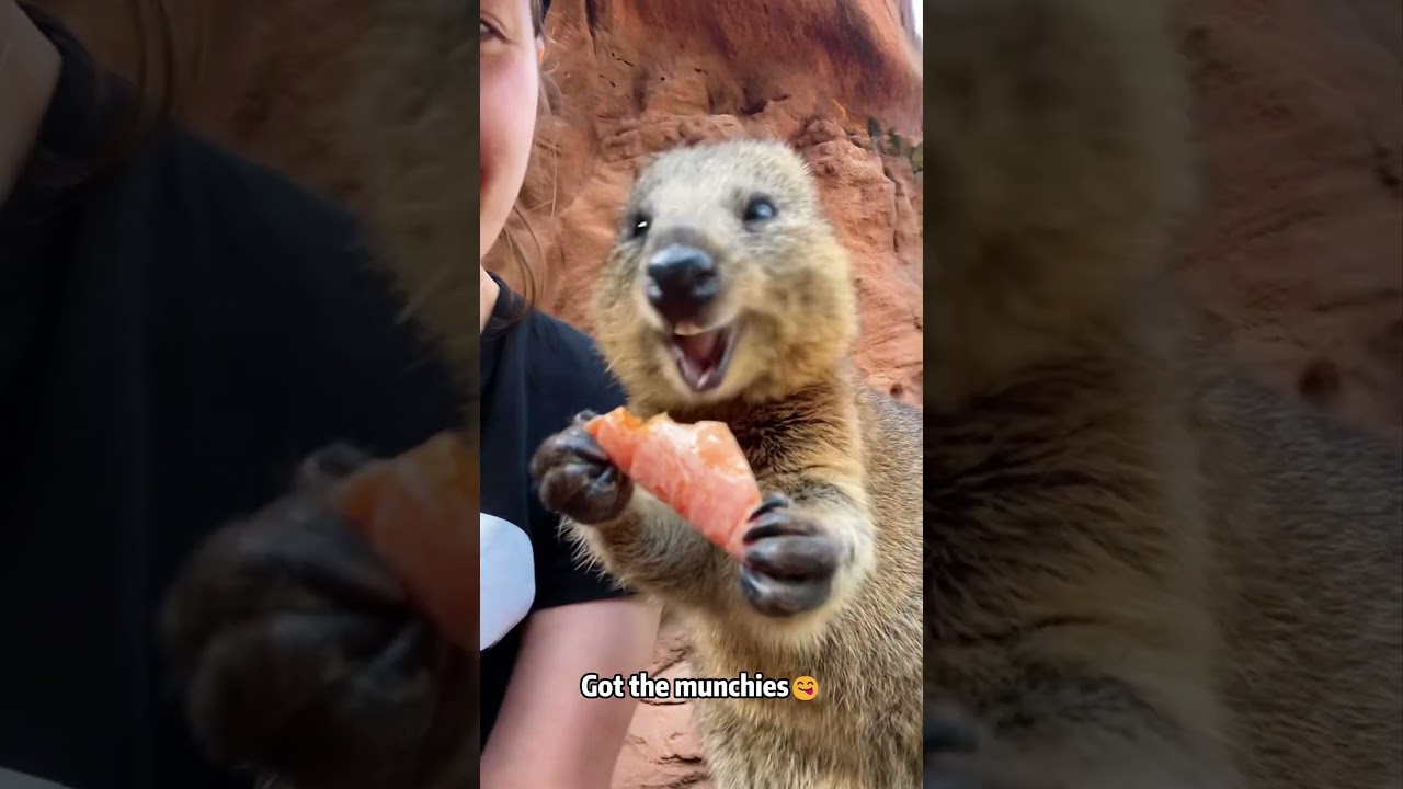 The happiest animal on Earth, and here&rsquo;s why 🐾❤️#quokka #cute #animals #wholesome #happy #foryou