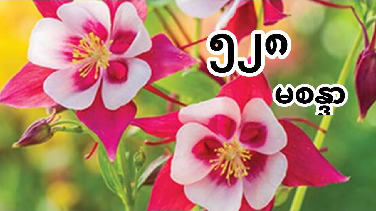 ၅၂၈ - မစန္ဒာ