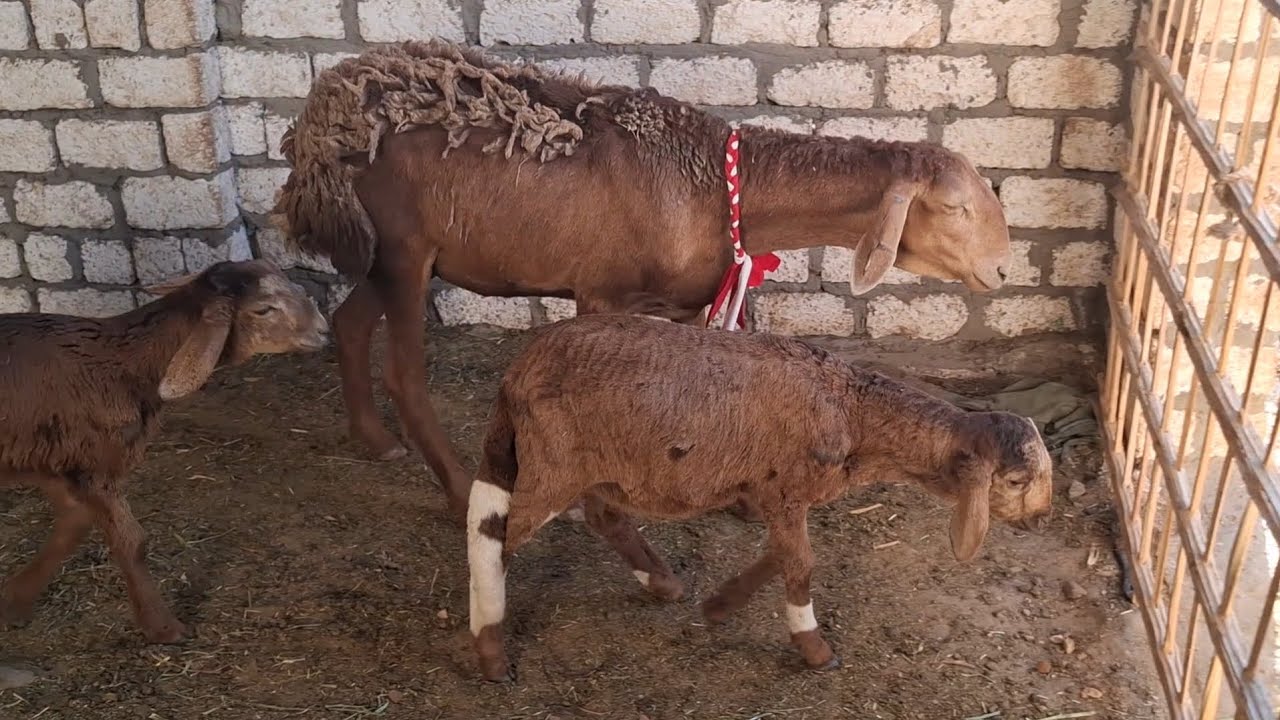 نوادر ابوفرغل نعجه سودانى والده توائم وعشر عليهم بسعر مفاجأة ت٠١١١١٢١١٦٥٧ 