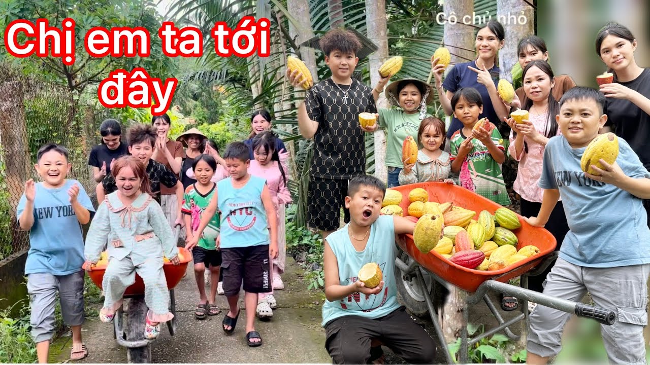 Nhóm tí hon dẫn Chị Em Sinh 3 khám phá vườn ca cao siêu vui nhộn || Cô Chủ Nhỏ
