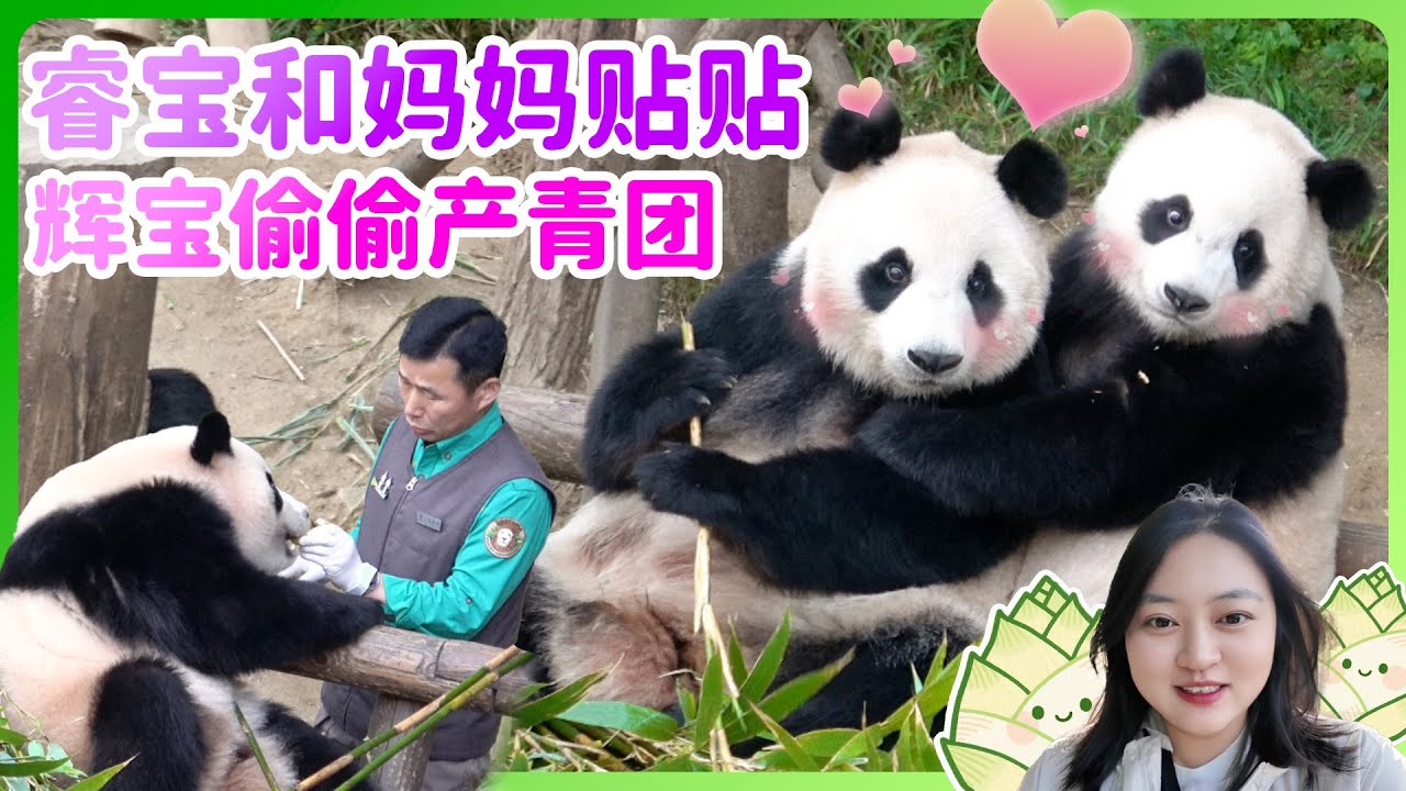 姜爷爷为什么只给爱宝胡萝卜 睿宝辉宝抗议！🐼爱宝乐园宝家族今天的幸福日常#大熊貓輝寶 #睿寶 #愛寶樂園 #姜爺爺#panda #후이바오 #루이바오 #宋爺爺#huibao#ruibao