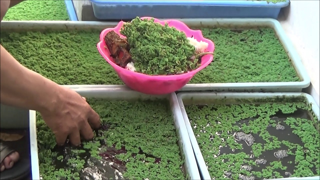 Mengapa Budidaya Azolla Menjadi Sarang Nyamuk dan Banyak Jentik-Jentiknya?