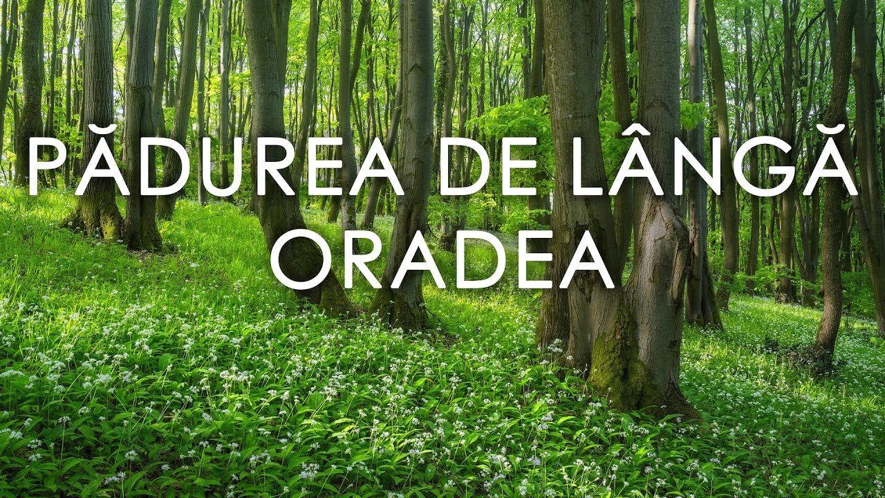 Pădurea de foioase de lângă Oradea