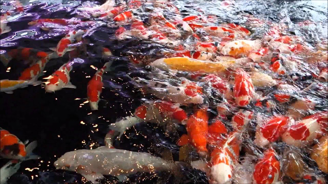 Ojiya, Niigata Koi Museum / Nujabes - Counting Stars (East Bay Koi)