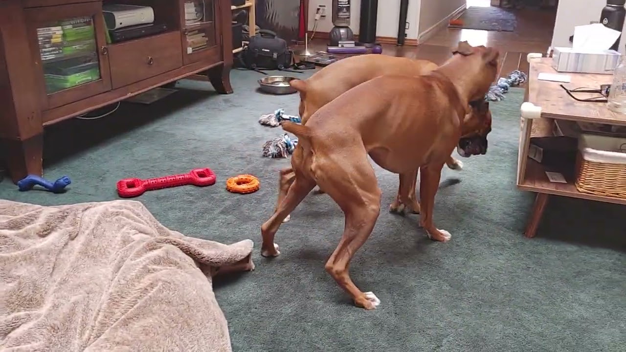 Boxer dogs have every toy but play fighting is better.