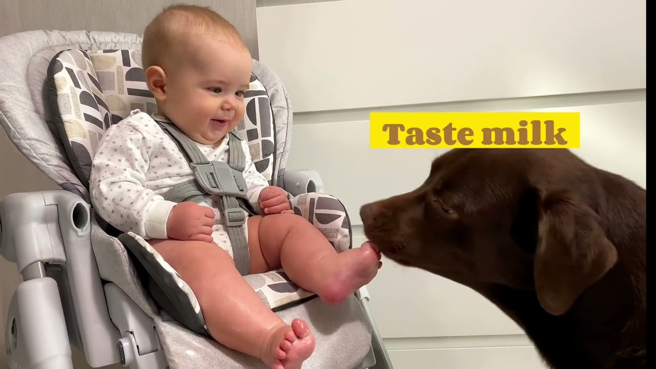 CUTE DOG REACTION TO BABY CRYING 😭