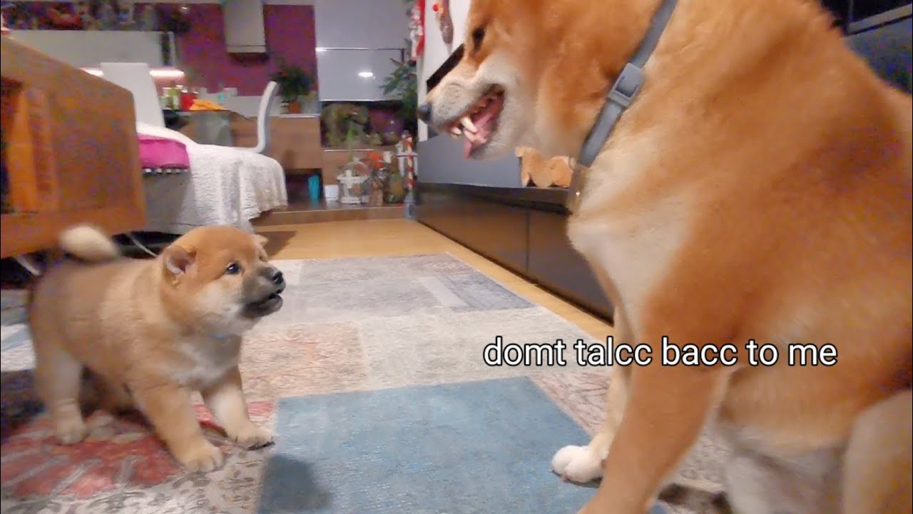 Smol but feisty
