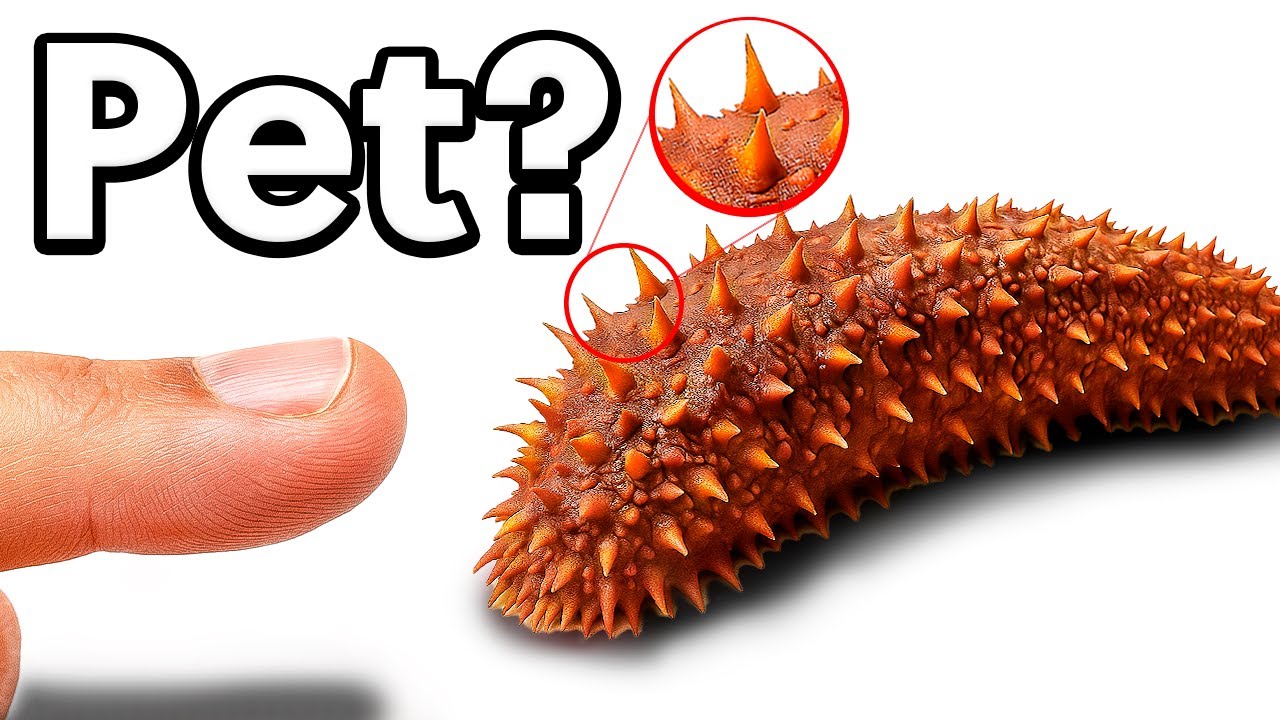 Tengo una CRIATURA MARINA EXTRAÑA como mascota (¡sí, es real!)