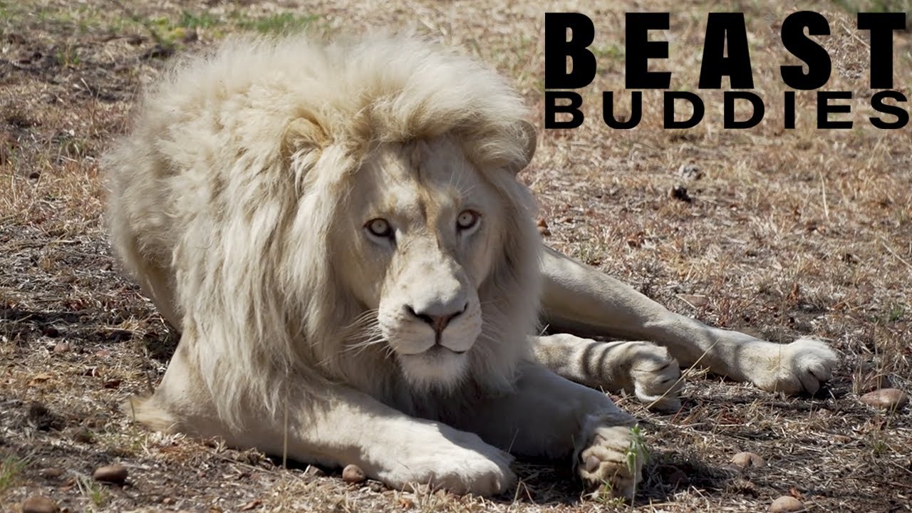 Meet Sam - My 600lb White Lion | BEAST BUDDIES