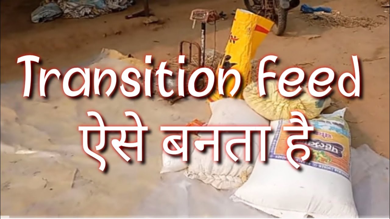 Transition Feed कैसे बनायें, ejju dairy farm bihar