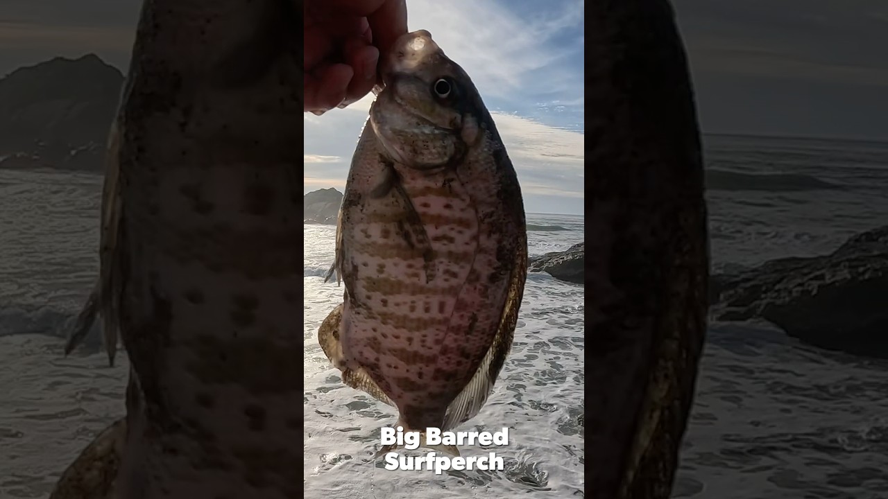 BIG Barred Surfperch Lands End (San Francisco, CA)