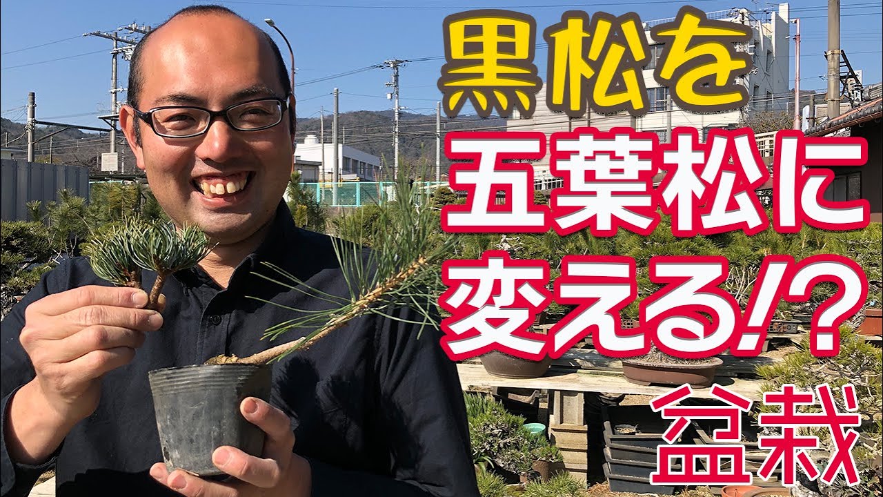 【盆栽・接ぎ木】黒松を五葉松に変える方法