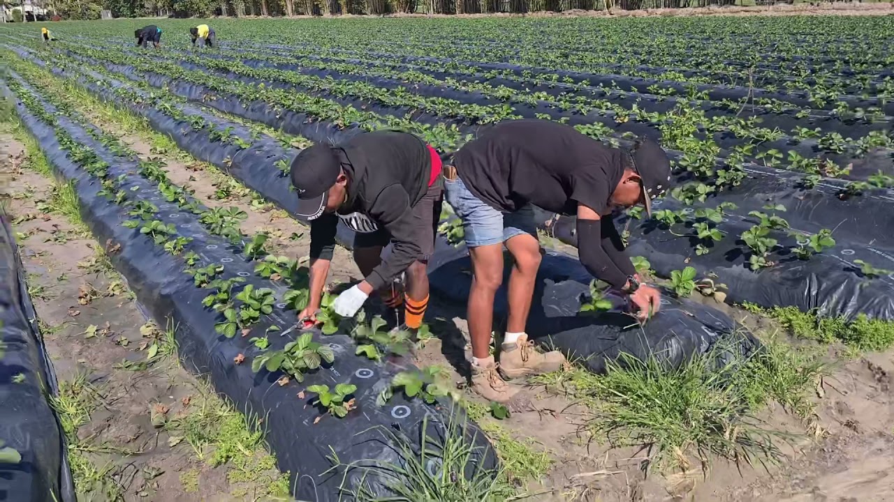 Seasonal Worker Program Prosesu Grooming Strawberry Queensland Farm (7/05/2021)