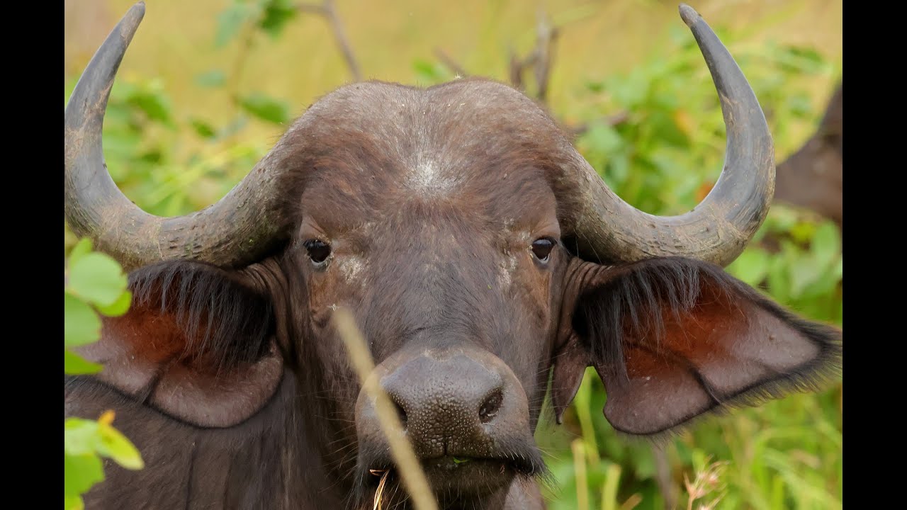 Kruger National Park - Tsendze EP2