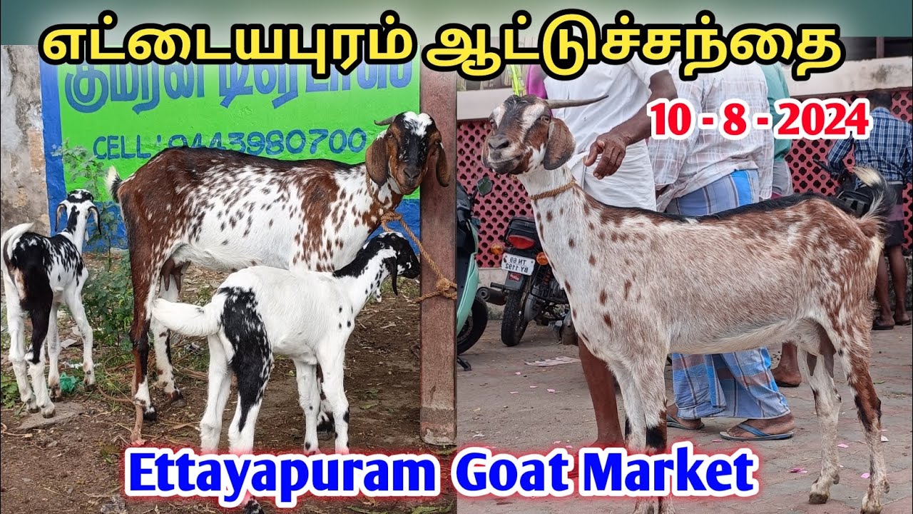 10 - 8 - 2024 | எட்டையபுரம் ஆட்டுச்சந்தை | Ettayapuram Goat Market | @kalnadaitholan | கொடி ஆடுசந்தை