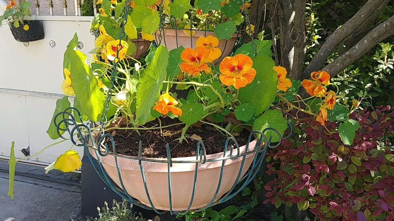 Save Money, Collect Nasturtium Seeds