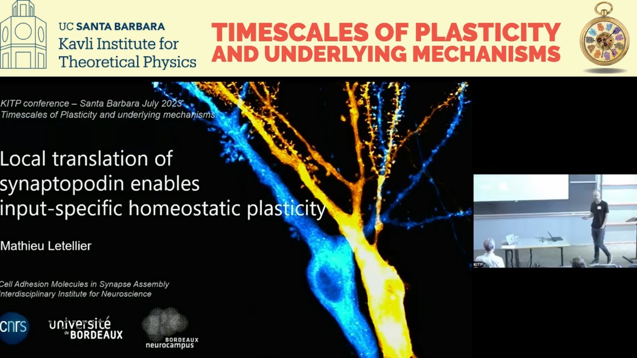 Local translation of synaptopodin as a synaptic-tagging mechanism.. ▸ Mathieu Letellier (U Bordeaux)