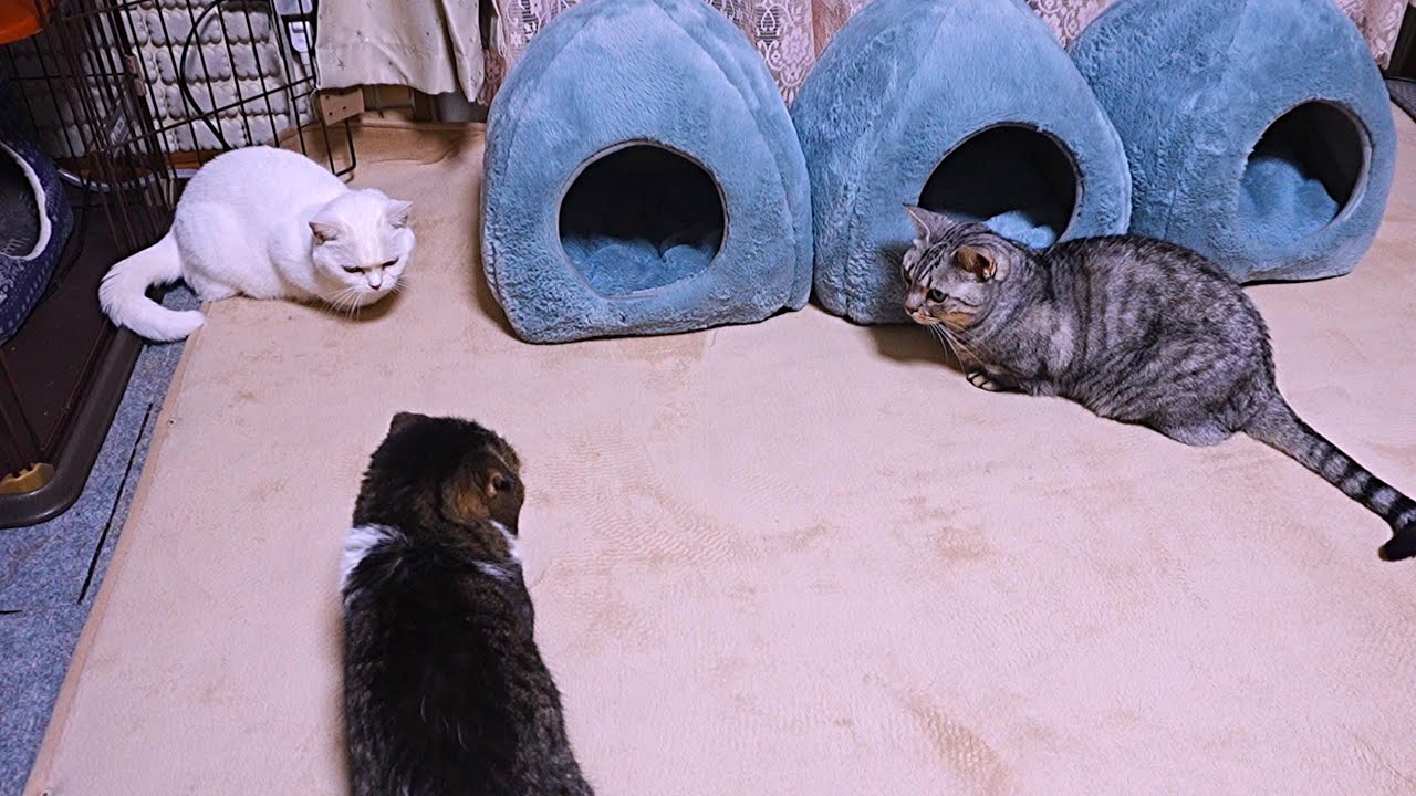 仲裁役もボスも不在で残された３にゃんの微妙な関係性！