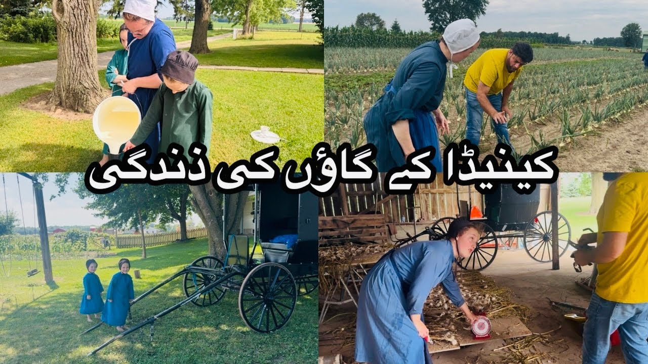 Canadian Village Lifestyle 🇨🇦 Fresh Milk Aur Desi Eggs 🥚 Amish People Life In Canada