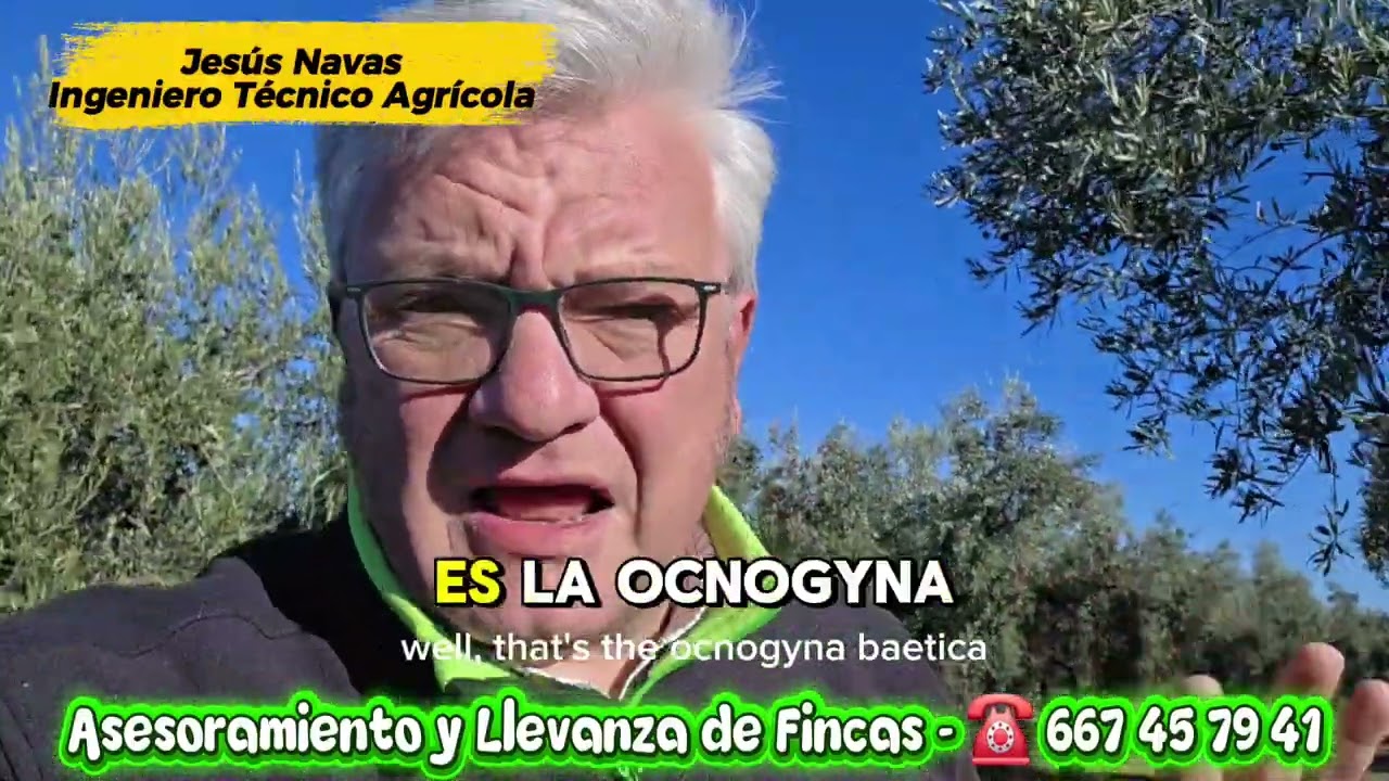 Ni a Animales, Ni personas, Ni Olivar