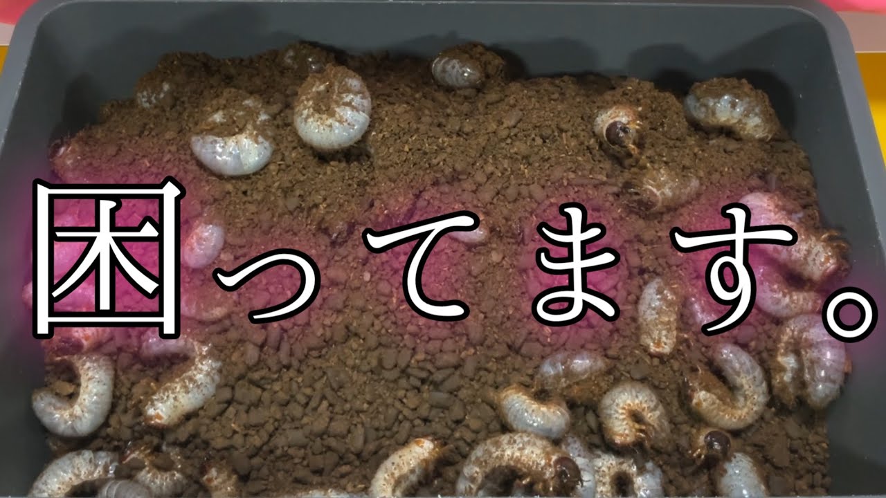 【大爆産】イモムシうじゃうじゃ