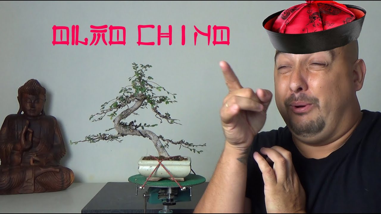 Bonsai Zero olmo - Ápice