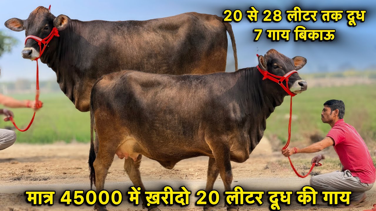 मात्र 45000 से दाम,20 से 28 लीटर तक दूध👌7 गाय बिकाऊ👌Breed & Cross Breed Cows For Sale 