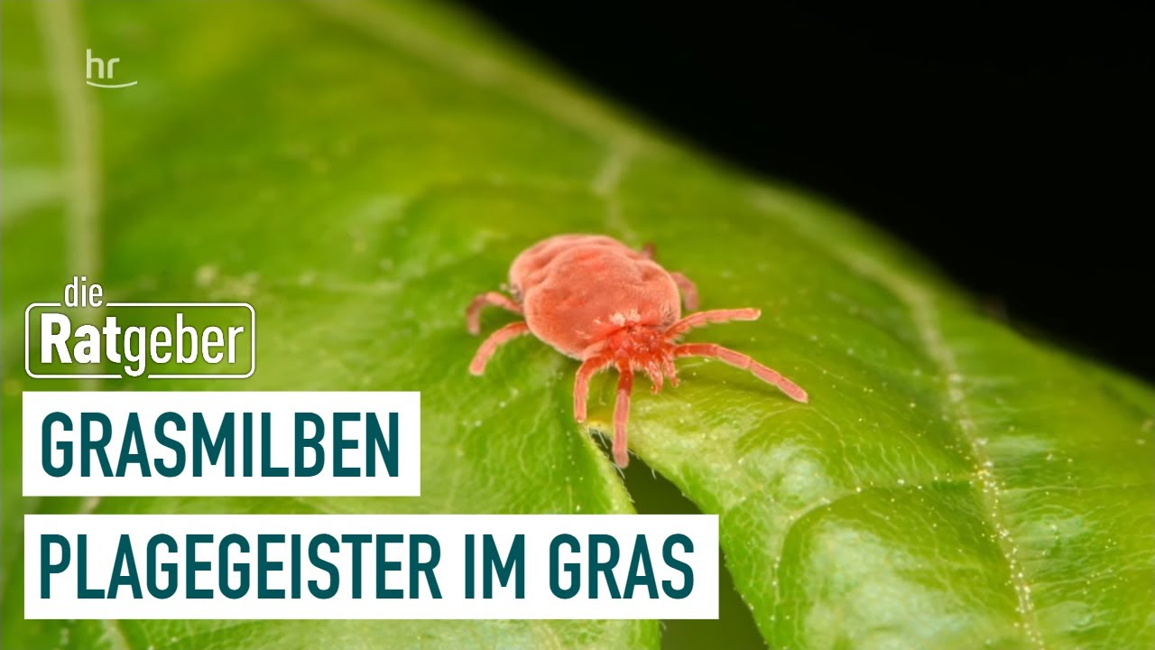 Grasmilben – Lästige Plagegeister | Ratgeber