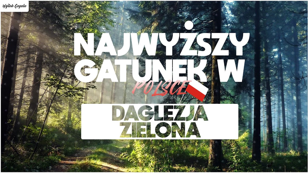 Daglezje - Najwyższe drzewa w PL (Pseudotsuga menziesii)