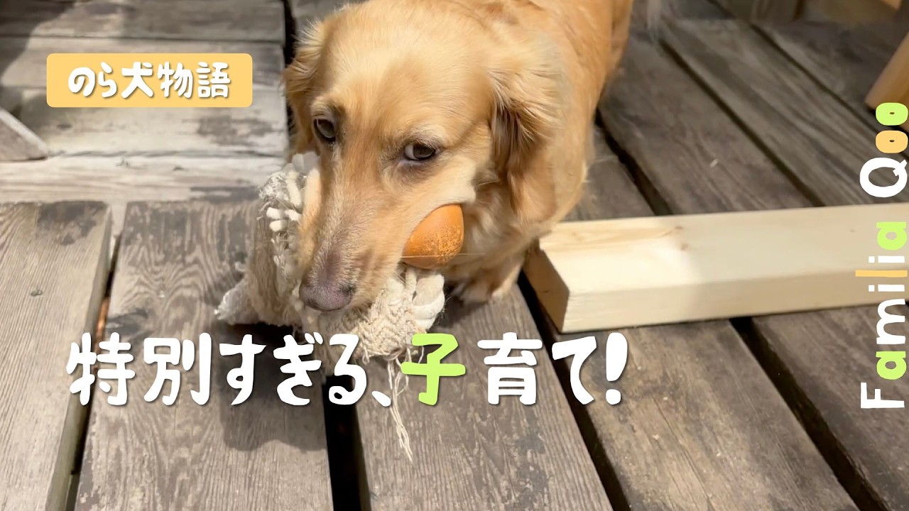 くぅママの特別すぎる子育て【M.ダックスと近所ののら犬】