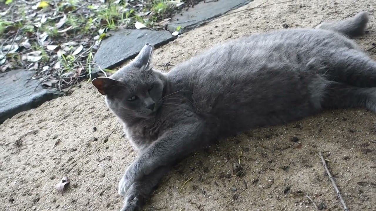 【Cat Video】 meowmeow Happy  #cat  #cats  #cute