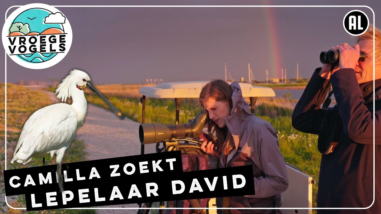 Camilla Dreef telt de lepelaars op de Marker Wadden | TV | Vroege Vogels