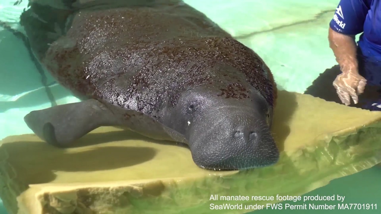 Red Tide Manatee Rescues | SeaWorld Orlando