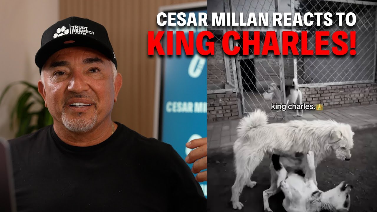 King Charles Handles Fights Better Than Most Humans
