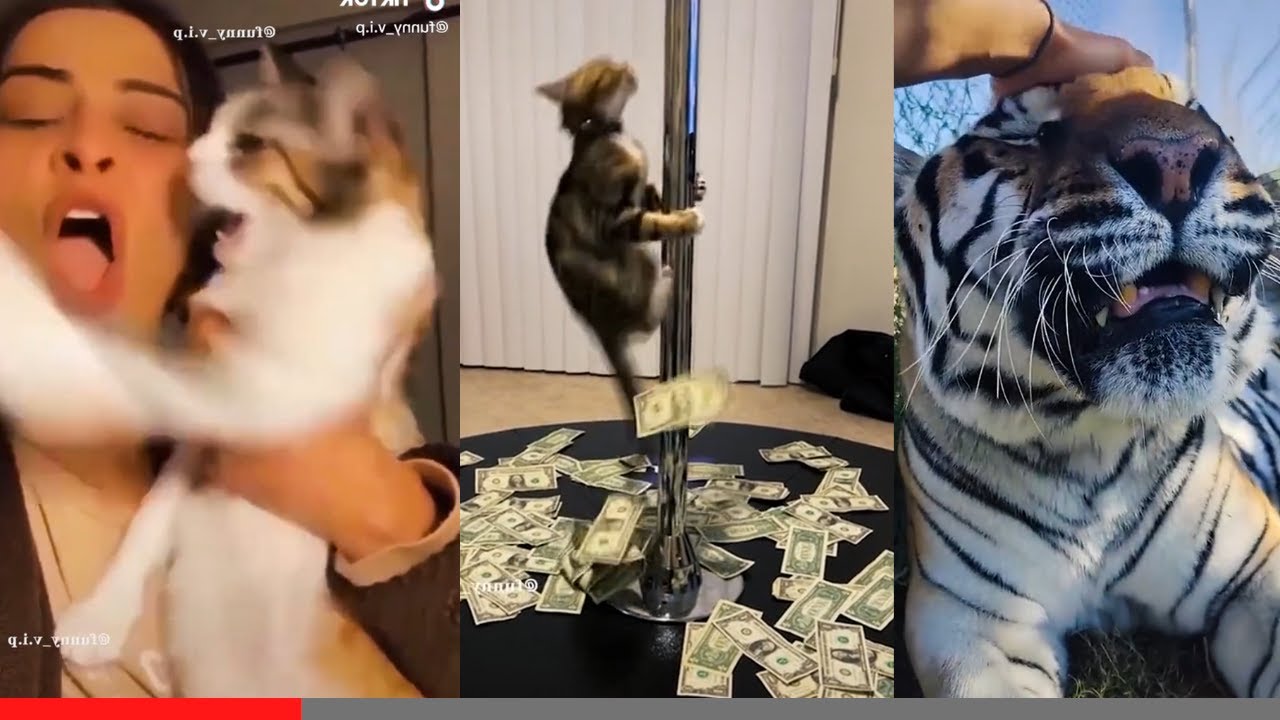 Ultimate Dogs And Cats Compilation 🤣 - Best Funny Animal Videos 2023 😇 #5