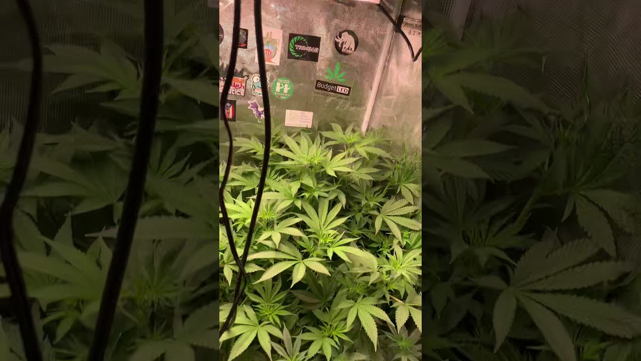 Root Box RDWC powered by the Bloom Plus BP3000....Starring 3 Hawaiian Diamond from Purp Seed Co.