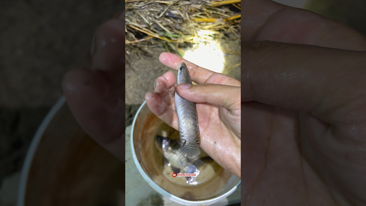 Menangkap ikan di malam hari dapat chana cuy 🤤 #ikan
