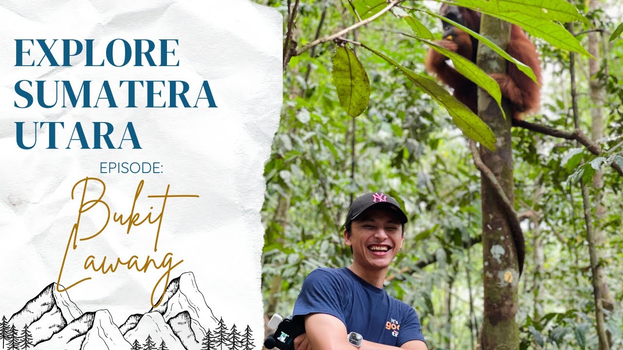 Cari Orangutan ke Bukit Lawang!